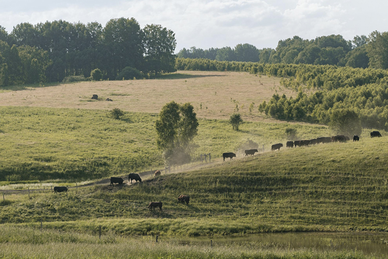 Мясное животноводство