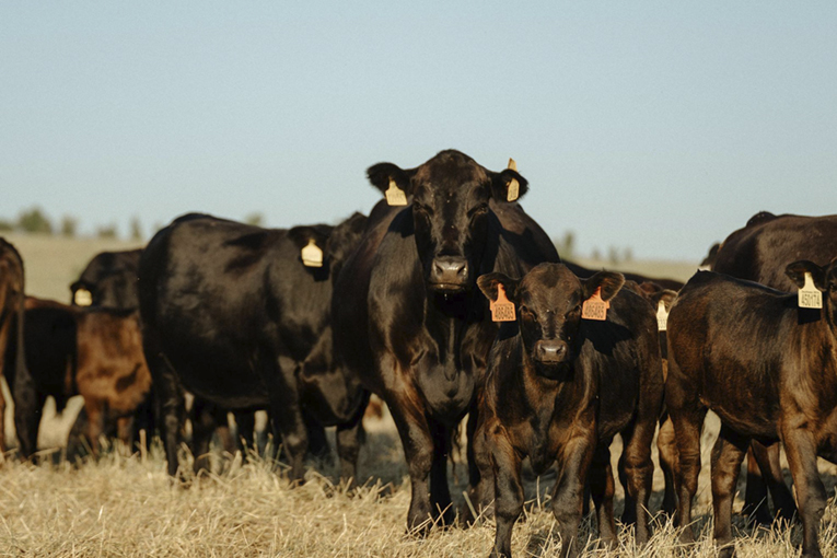 Мясное животноводство