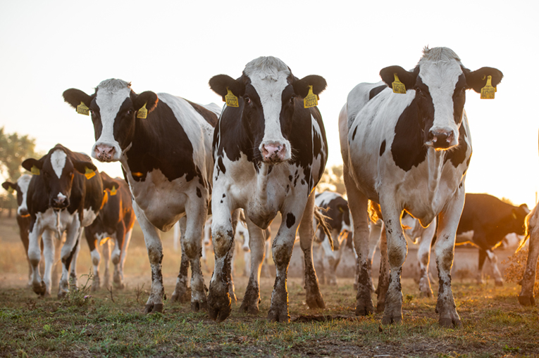 Племенное скотоводство