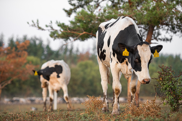 Племенное скотоводство