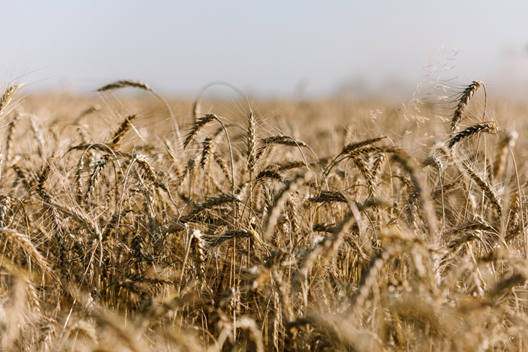 Растениеводство Растениеводство