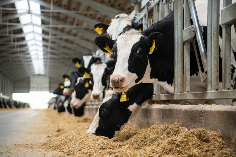 Молочное животноводство