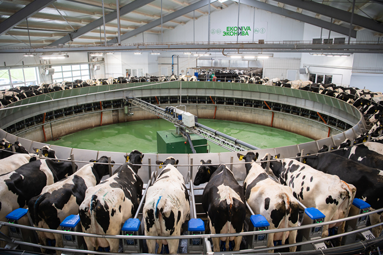 Молочное животноводство