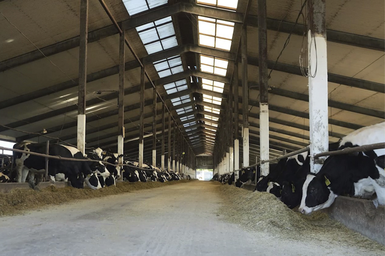 Петербургская Нива