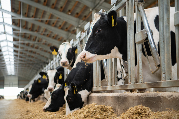 Калужская нива