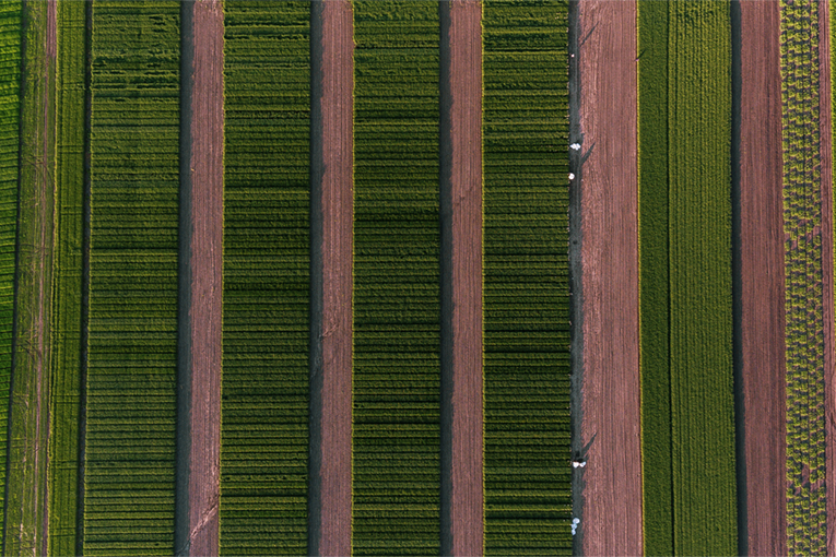 ЭкоНива-Семена