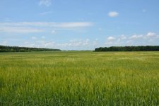 Третий Экспресс-День поля в «Защитном»