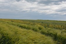 Иностранные селекционеры в «Защитном»