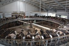 Автопробег «Дорогу молоку» в «Сибирской Ниве»