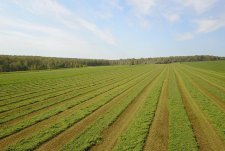 Кормоуборка в «Сибирской Ниве»