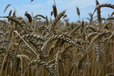 Grain crops harvesting in Sibirskaya Niva