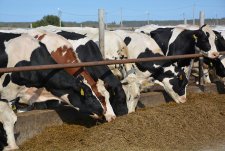 Пресс-тур в «Сибирской Ниве»