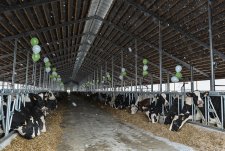 Launch of four modern dairy farms in Voronezh oblast