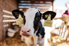 День защиты детей и День молока