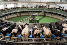 Открытие животноводческого комплекса «Пеневичи»