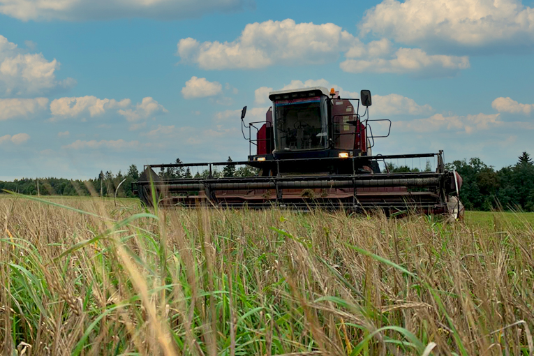 «Петербургская Нива» полностью обеспечена кормами с собственных полей