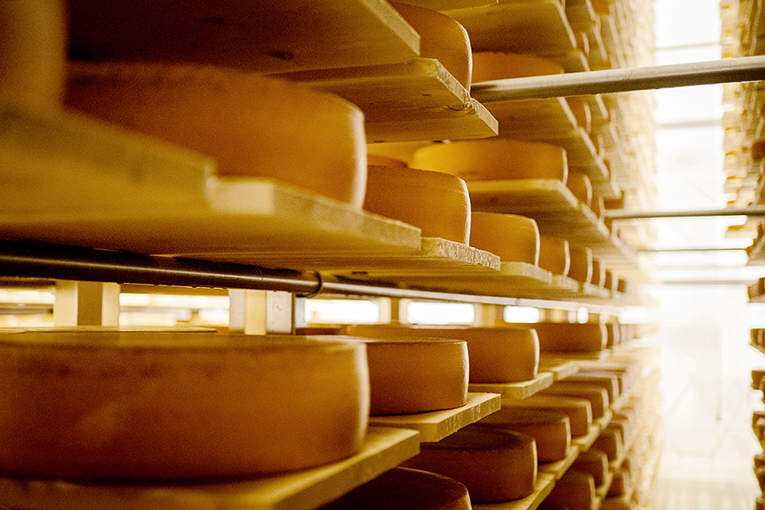 «ЭкоНива» открывает экскурсии по сыродельному заводу