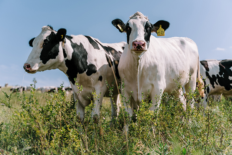 «ЭкоНива» запускает электронные торги племенными нетелями