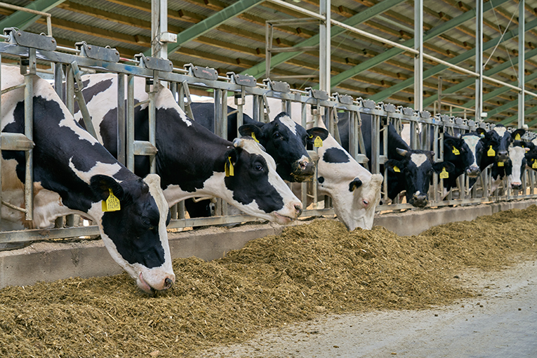 «ЭкоНива» нарастила молочное поголовье и его продуктивность в 2024 г.