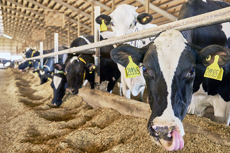 Воронежское подразделение «ЭкоНивы» поставило рекорд по надоям