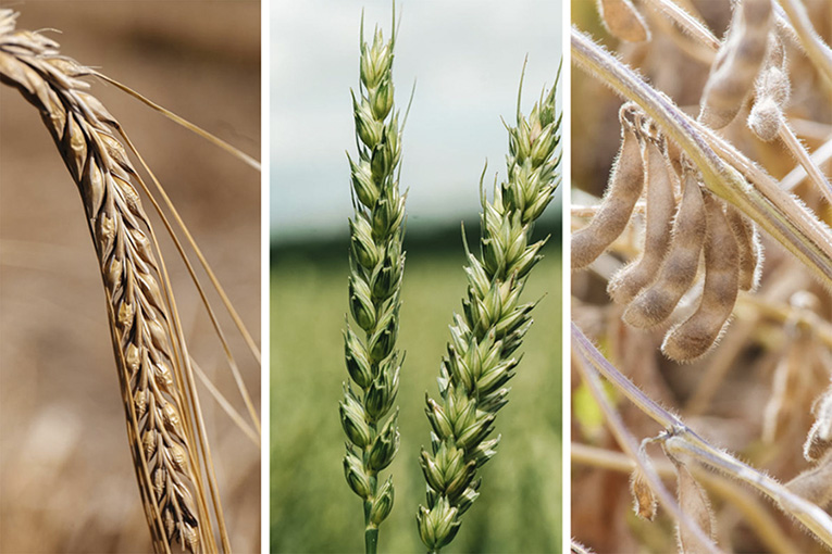 Сорта «ЭкоНивы» внесены в Госреестры Казахстана и Азербайджана