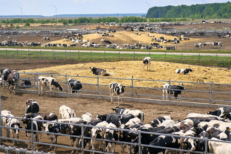 Рязанское подразделение «ЭкоНивы» подтвердило статус племенного репродуктора