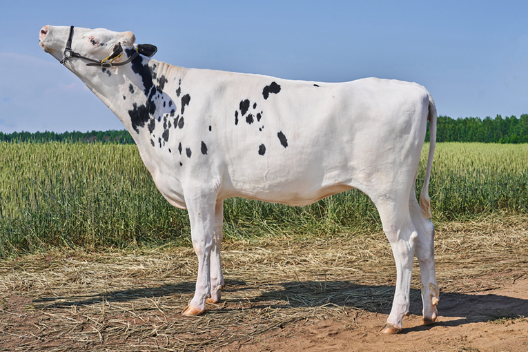 Рязанское подразделение «ЭкоНивы» подтвердило статус племенного репродуктора