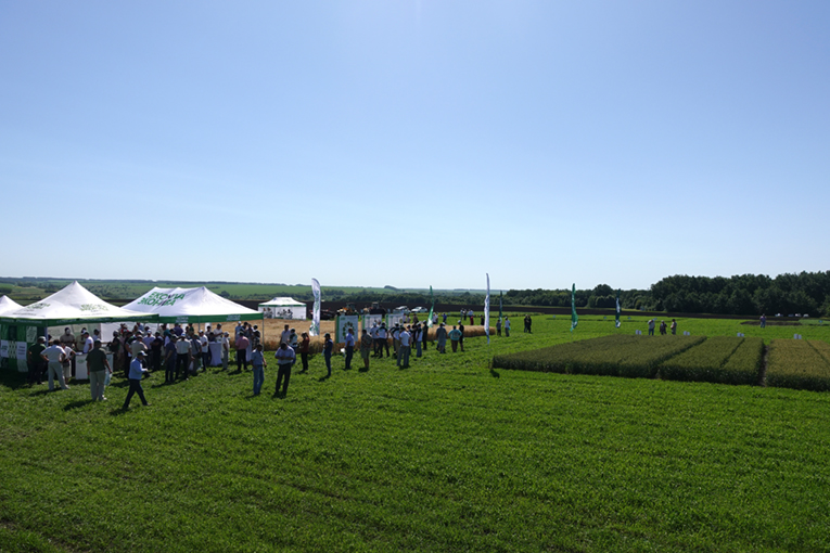 «ЭкоНива» рекомендует: сортовое разнообразие как ответ на климатические вызовы