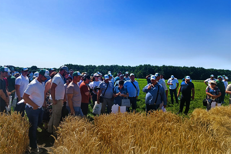 «ЭкоНива» рекомендует: сортовое разнообразие как ответ на климатические вызовы