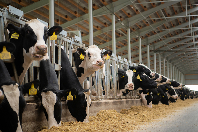 «ЭкоНива» и РСХБ ввели в эксплуатацию животноводческий комплекс «Пеневичи» в Калужской области