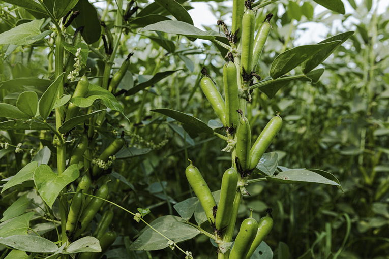 В органическом хозяйстве «ЭкоНивы» закончилась уборочная кампания
