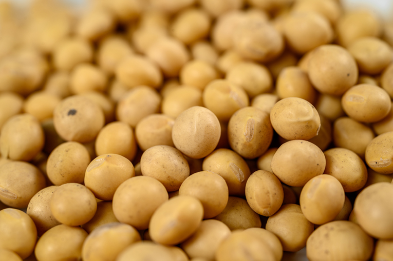 Соя ЭН Аргента от «ЭкоНивы» укрепила позиции в рейтинге самых востребованных сортов