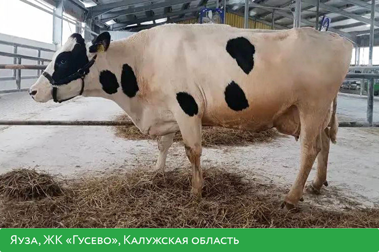 «ЭкоНива» подготовила рейтинг самых высокопродуктивных коров по итогам 2025 года 