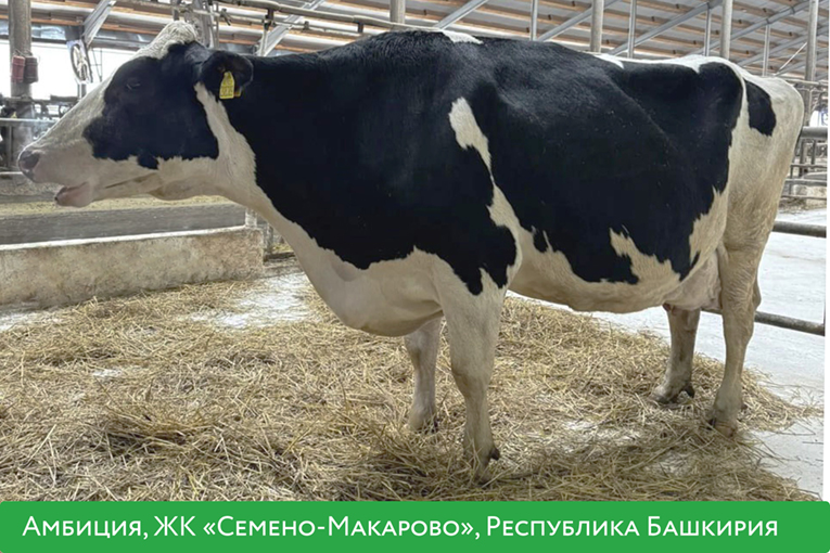 «ЭкоНива» подготовила рейтинг самых высокопродуктивных коров по итогам 2025 года 