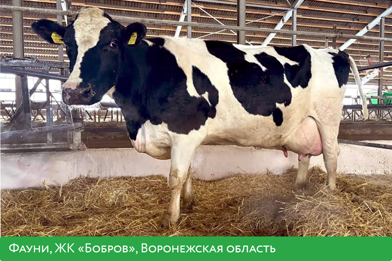 «ЭкоНива» подготовила рейтинг самых высокопродуктивных коров по итогам 2025 года 