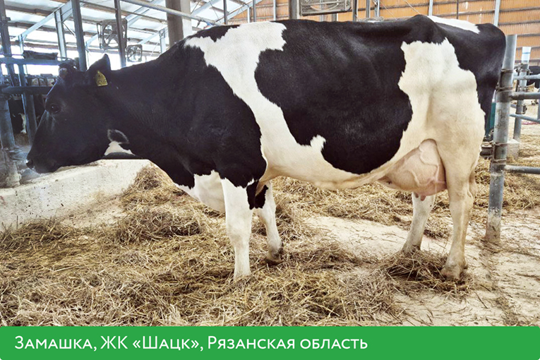 «ЭкоНива» подготовила рейтинг самых высокопродуктивных коров по итогам 2025 года 