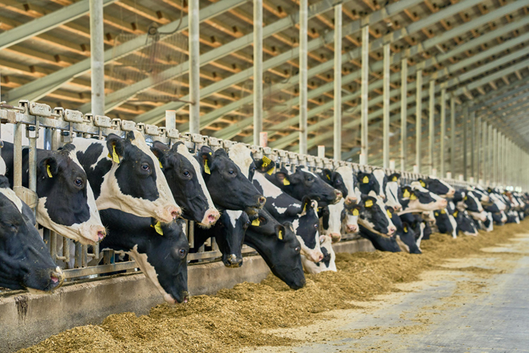 Коровы «ЭкоНивы» стали лидерами по пожизненной продуктивности