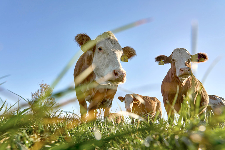 В органическом хозяйстве «Савинская Нива» готовятся к пастбищному сезону