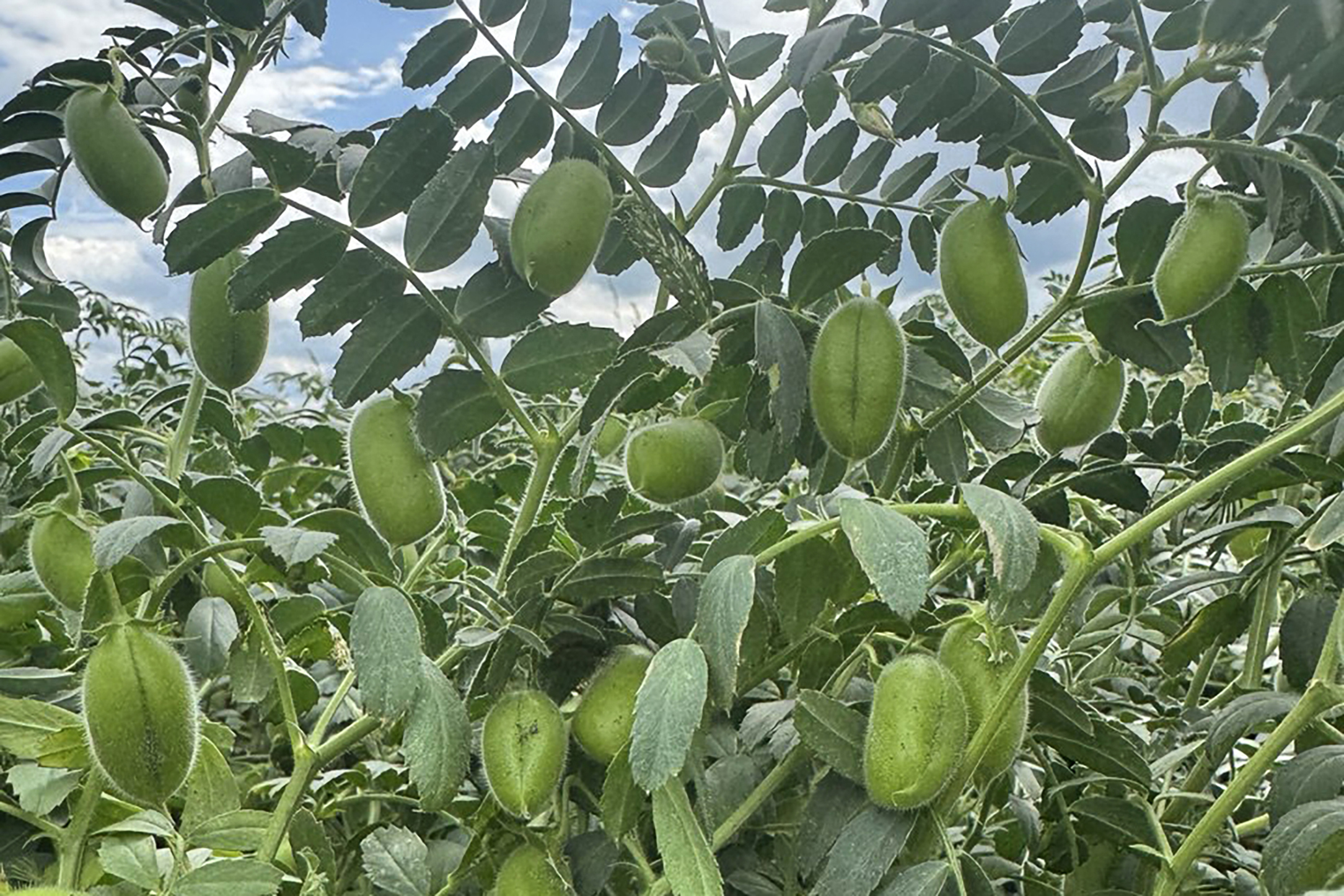 В Госреестр селекционных достижений впервые внесены сорта нута от «ЭкоНивы»
