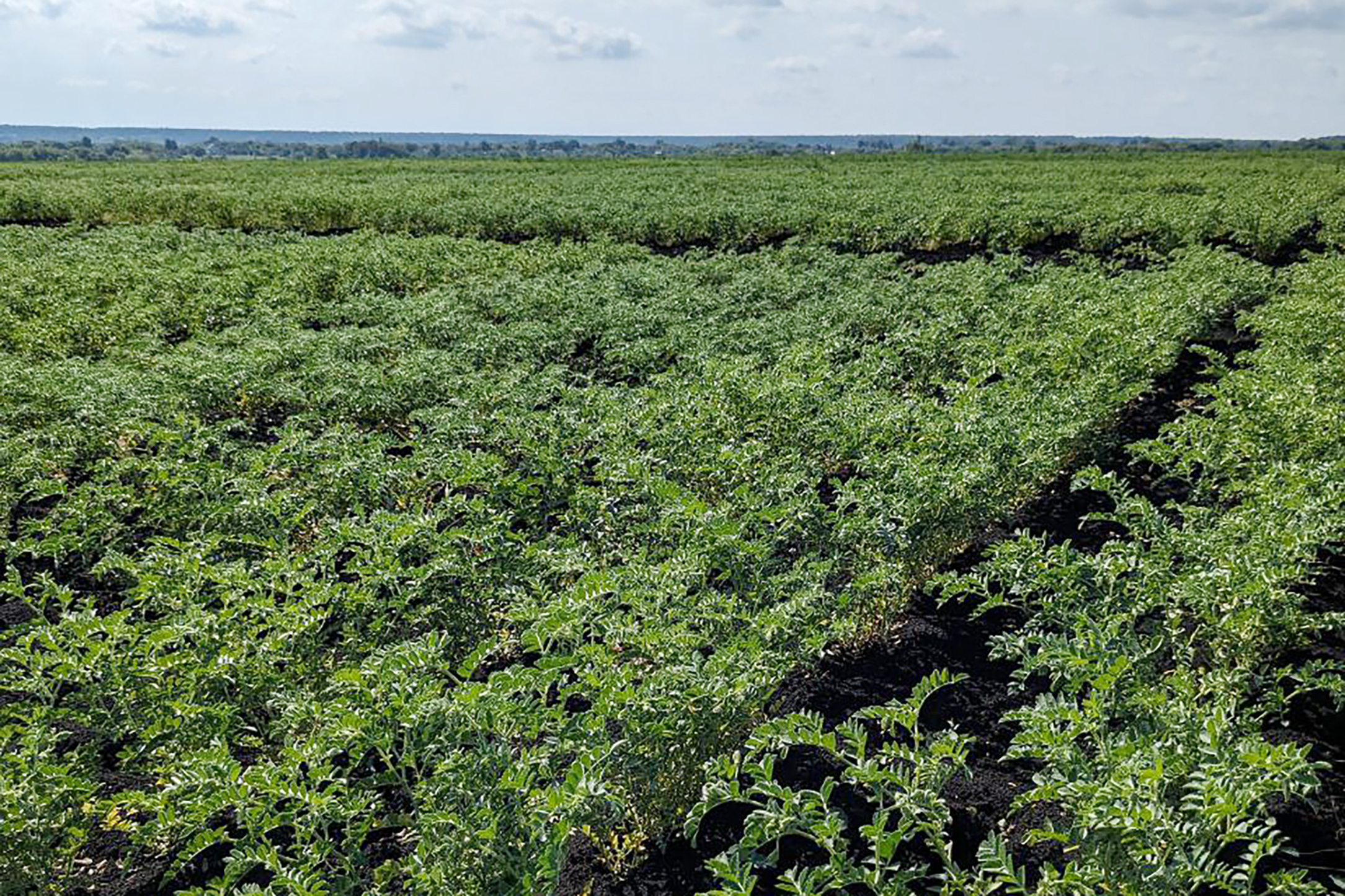 В Госреестр селекционных достижений впервые внесены сорта нута от «ЭкоНивы»