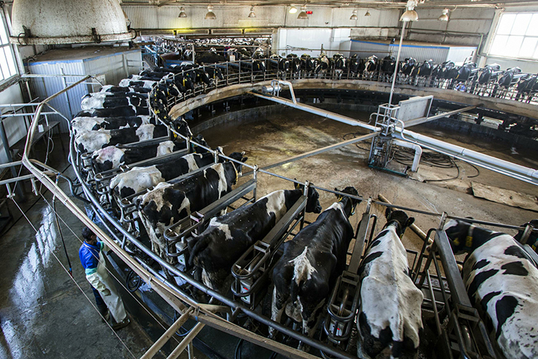 Фото: Николай Гингазов / Global Look Press Производство молока подорожало на 18%