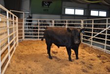 Аукцион племенных быков в центре генетики Ангус (12)