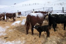 Trip of the livestock breeders to Canada and USA