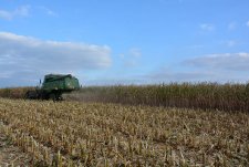 Grain corn harvesting in EkoNivaAgro