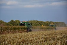 Grain corn harvesting in EkoNivaAgro
