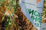 День поля «Кукуруза — 2019»