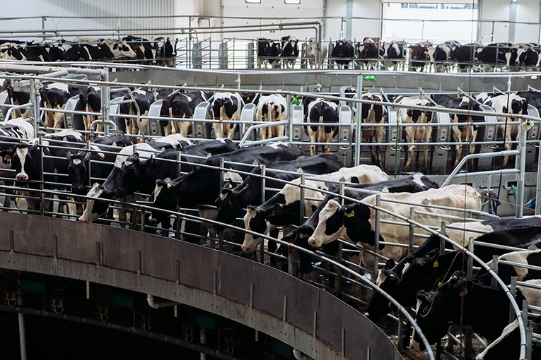 «ЭкоНива» вышла на производство свыше 100 000 т молока в месяц