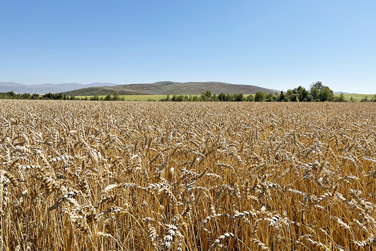 «ЭкоНива-Семена» изучила главные аграрные регионы Казахстана