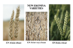 EkoNiva expands portfolio with in-house bred winter wheat and soya bean varieties