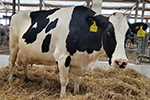 «ЭкоНива» представляет II ежегодный рейтинг самых высокопродуктивных коров